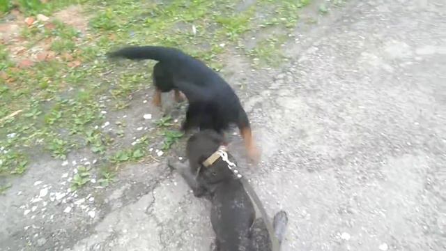 Валенсия (3,5 мес) и стильный Таксик смотреть онлайн