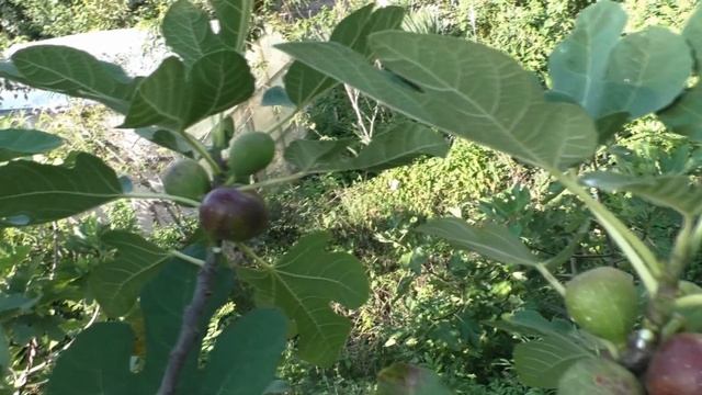 Инжир Карликовый LdP основной урожай смотреть онлайн