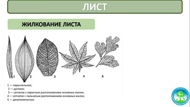 Мастер-класс: «Лабораторная работа «Строение растений», автор: Заднепровская А. В. смотреть онлайн