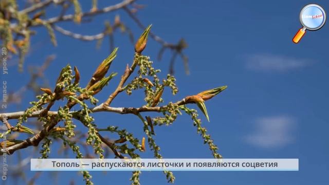 Окружающий мир 2 класс (Урок№29 - В гости к весне.) смотреть онлайн