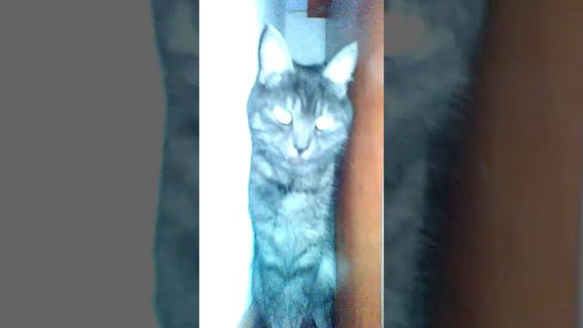 Нашол дома какого-то кота приютил смотреть онлайн