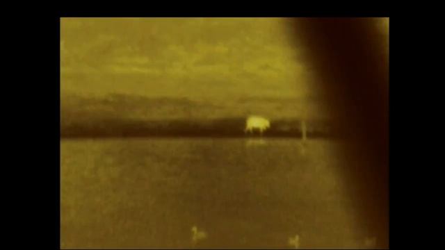 Watching a waterhole with Pulsar thermal - feral pigs and kangaroos смотреть онлайн