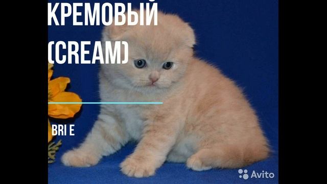 Сплошные окрасы кошек. Касается ЛЮБОЙ ПОРОДЫ кошек различных окрасов смотреть онлайн