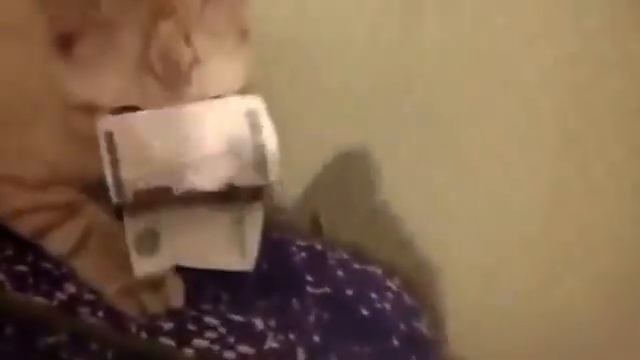 кот зажал косарь смотреть онлайн
