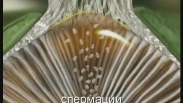 Бурая ржавчина (Puccinia recondita) и другие ржавчины зерновых культур смотреть онлайн