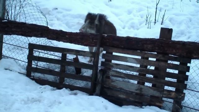 Boars jump over the fence смотреть онлайн