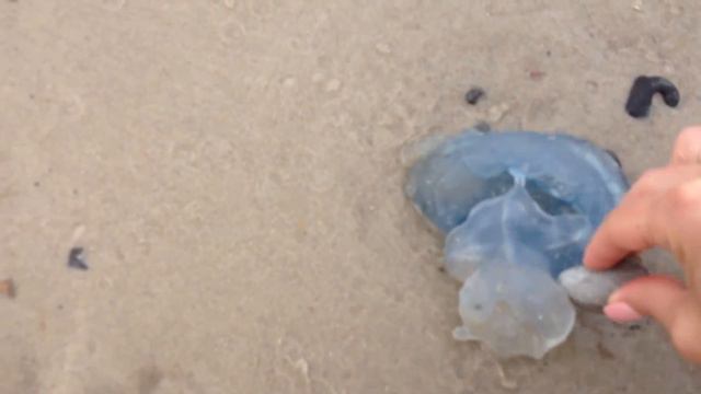 Мы едем на Северное море смотреть онлайн