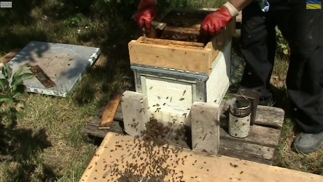 Відео № 121. Бджолородина ввійшла в ройовий стан. смотреть онлайн