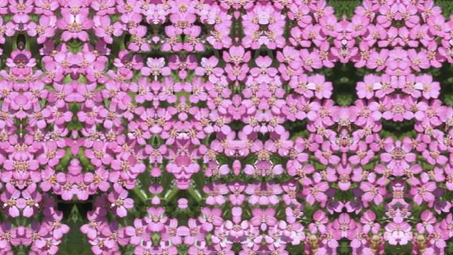 Schafgarbe 50512 V 4 3.WMV смотреть онлайн