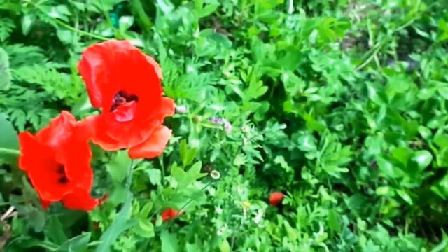 9.Что значит яркие/What is striking смотреть онлайн