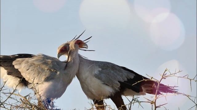 Птица секретарь - хищная убийца змей! смотреть онлайн