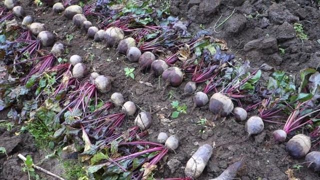 Всегда УРОЖАЙНАЯ ГРЯДКА. Уборка свеклы ( 99 20.09.16) смотреть онлайн