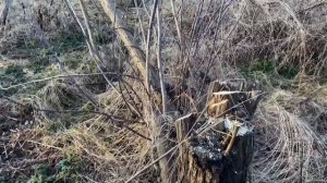 Обзор одноручной бензопилы Patriot PT2512