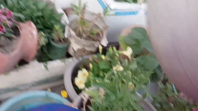 Aaj Summer Petunia Ko Taiyaar Karte Hai Summer Ke Liye /lagaye Summer Petunia Ki Cuttings#petunia