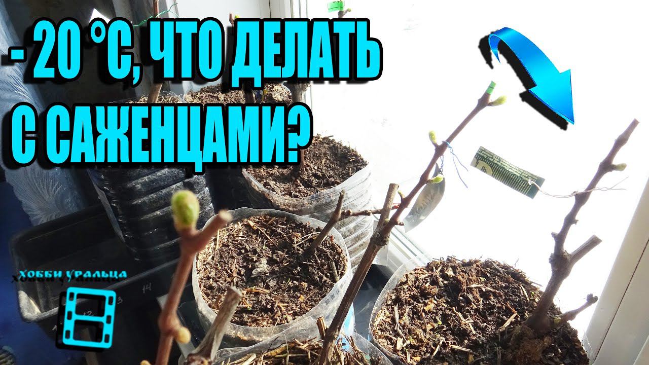 ПОСАДКА САЖЕНЦЕВ ВИНОГРАДА В КОНТЕЙНЕРЫ - УВЕЛИЧЕНИЕ ПЕРИОДА РОСТА. СЕВЕРНЫЙ ВИНОГРАДНИК 1-21 смотреть онлайн