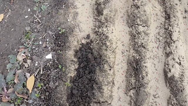 Морковь под зиму. Посадка моркови осенью. Озимая морковка. Семена в гранулах. смотреть онлайн