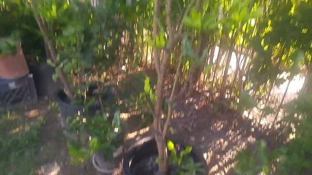 Kaffir lime tree with lots of leaves but no fruit смотреть онлайн