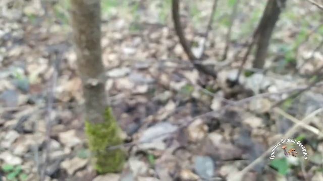 ???Как и обещали, Сморчки из третьего места.. смотреть онлайн