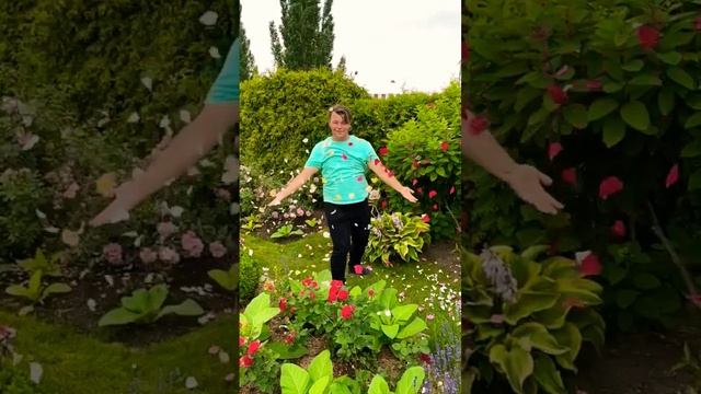 Как же я люблю #розы, особенно когда они начинают отцветать. А еще цветет #лаванда... смотреть онлайн