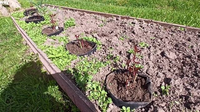 Как определить сорт розы без цветка?! Помогайте розоманы!? смотреть онлайн