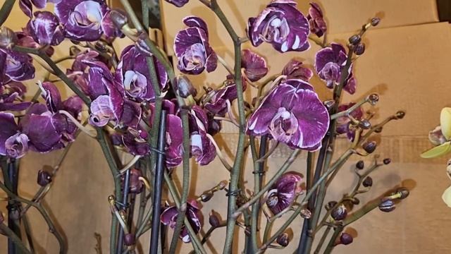 Обзор | Орхидейный Мир Ларисы orchid_paradise смотреть онлайн
