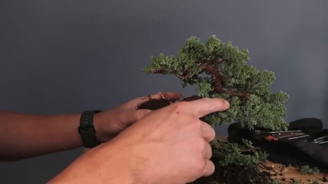 Bonsai Branch Selection : How to Create a Bonsai from Nursery Stock смотреть онлайн