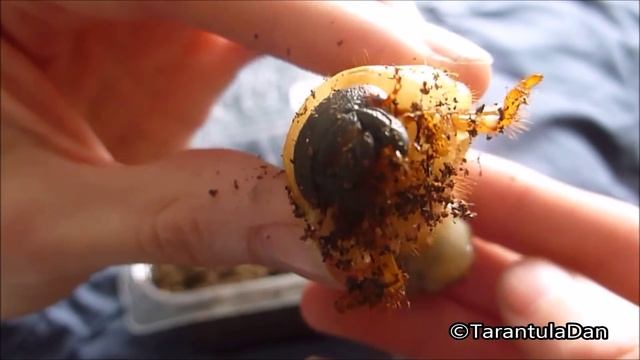 A face only a mother could love (Beetle Grub) смотреть онлайн