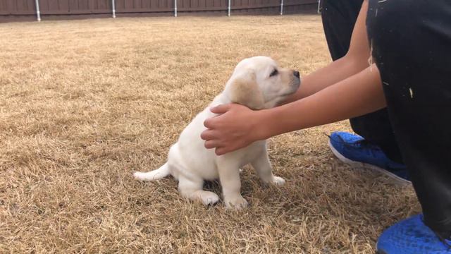 USHER - Lab Puppy Temperament Test