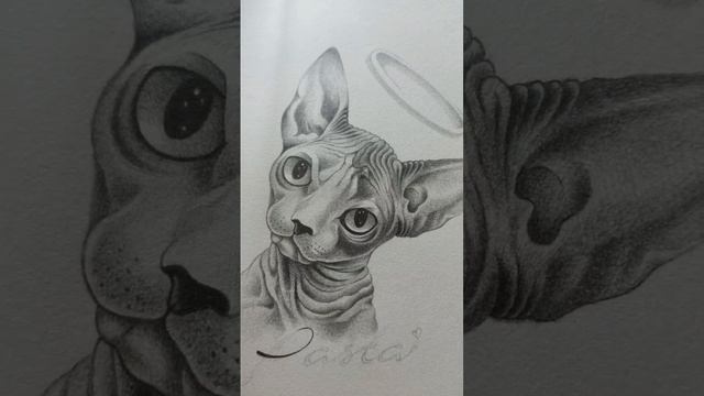 Commission Pet Portrait "PASTA" The Sphynx Cat #art #drawing #petportrait #portraitdrawing #pets смотреть онлайн