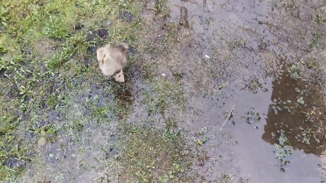 Жучка и Гусята плавают в одной луже. смотреть онлайн