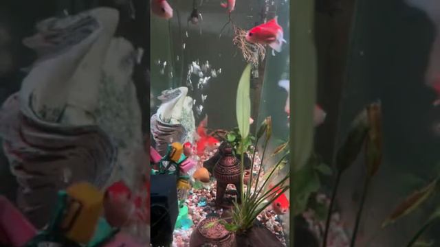 Reducing Stress Anxiety & Insomnia..SWIMMING GOLD FISH #relax #study #sleep #highlights #fishtank