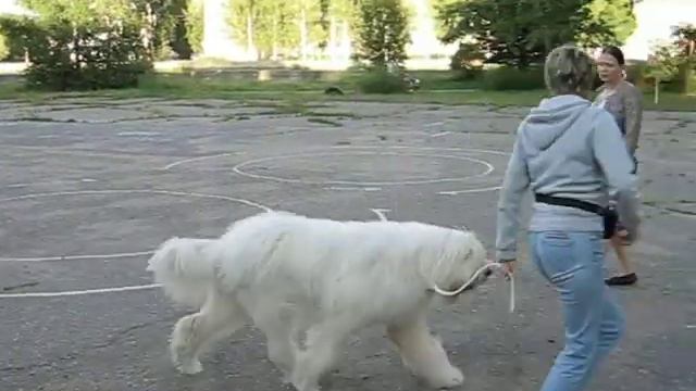 Занятия по выставочной подготовке-7, г.В.Луки, 4.08.11 смотреть онлайн