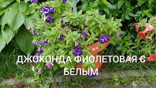 ?ПЕТУНИИ ПОСЛЕ ДОЖДЯ. СОРТА И ГИБРИДЫ. смотреть онлайн