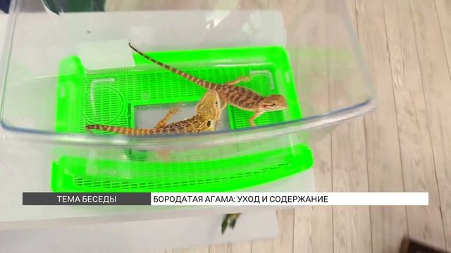 Бородатая агама: как ухаживать за такой ящерицей? смотреть онлайн