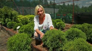 Туи Тини Тим, Хозери и Даника