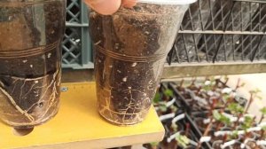 Полив вегетирующих саженцев винограда.