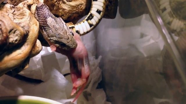 Кормление маисового полоза смотреть онлайн