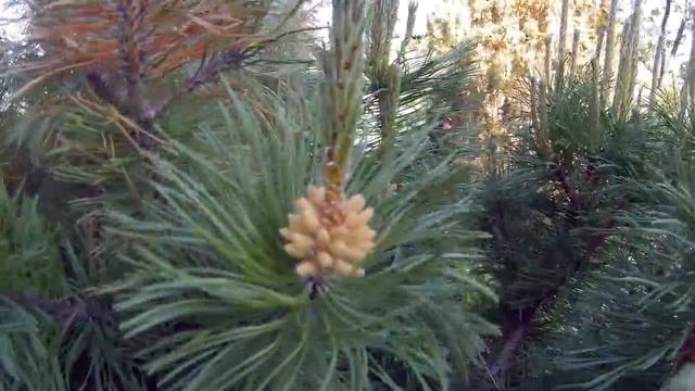 цветение сосны горной дача под Архангельском смотреть онлайн