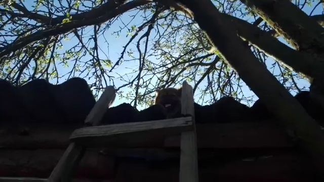 смотрим на реакцию животных если они будут на крыше 🐱🐶