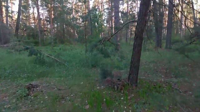 Поиск в Лесу Черкасская обл. день 2-3 смотреть онлайн