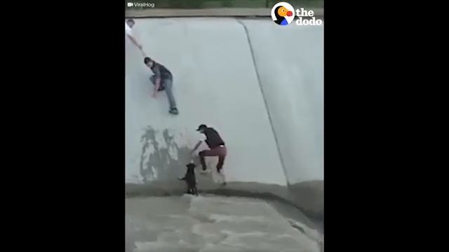 Самая интенсивная Человеческая Цепь, когда-либо спасавшая Собаку, Застрявшую в Канале | Дронт смотреть онлайн