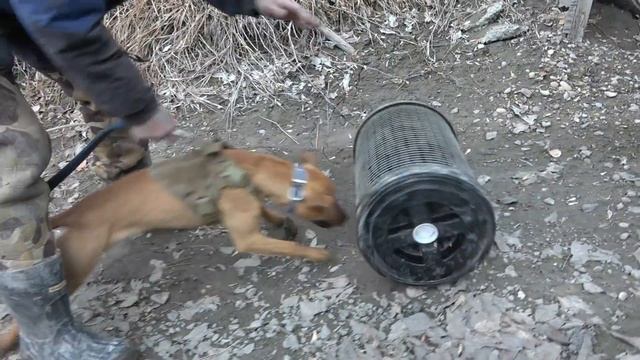One INTENSE Pit Bull Puppy! BINDI SPIKE!!! смотреть онлайн