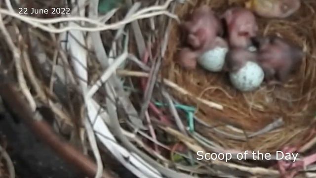 first Day of egg hatching Crow Nest смотреть онлайн