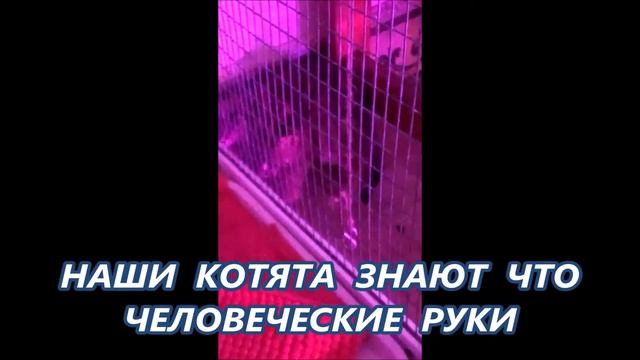 Как приручить дикого кота? Котята уезжают в новые дома. смотреть онлайн