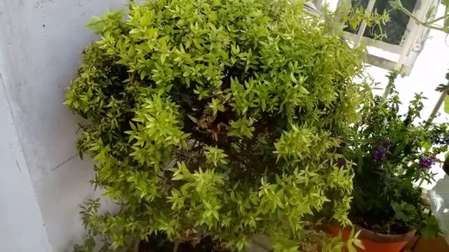 Чудо тыква не только в Крыму, но и в Израиле.Август-конец ноября,а тыква цветет и дает плоды. смотреть онлайн