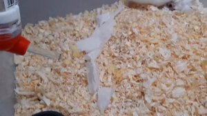 Хомячкам 2 дня/Сколько рождается деток у хомячка/ Джунгарики