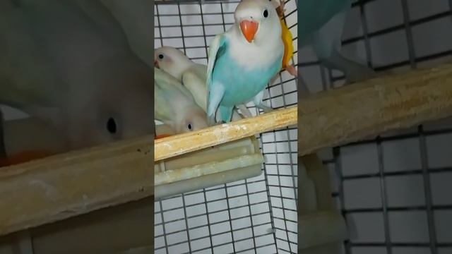 Неразлучники Фишера. смотреть онлайн