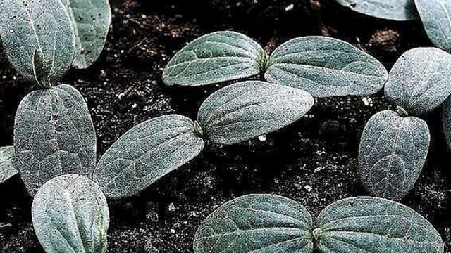 Огурцы сильнее корни - больше урожай смотреть онлайн