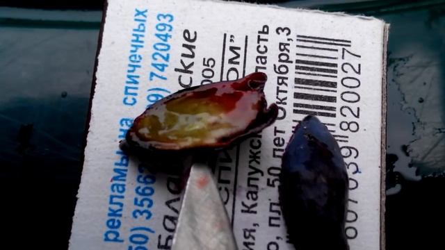 Жимолость сорт Карина. Описание ягоды. смотреть онлайн