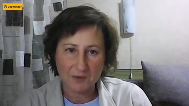 Чем «развлечь» собаку при прогулке на поводке? «Вопрос-ответ» с кинологом Татьяной Шамановой смотреть онлайн